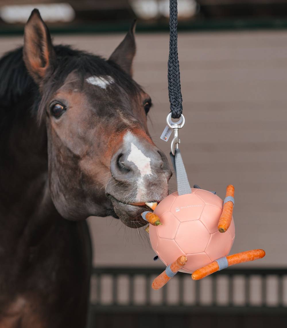 Balle à carottes Jouet pour chevaux