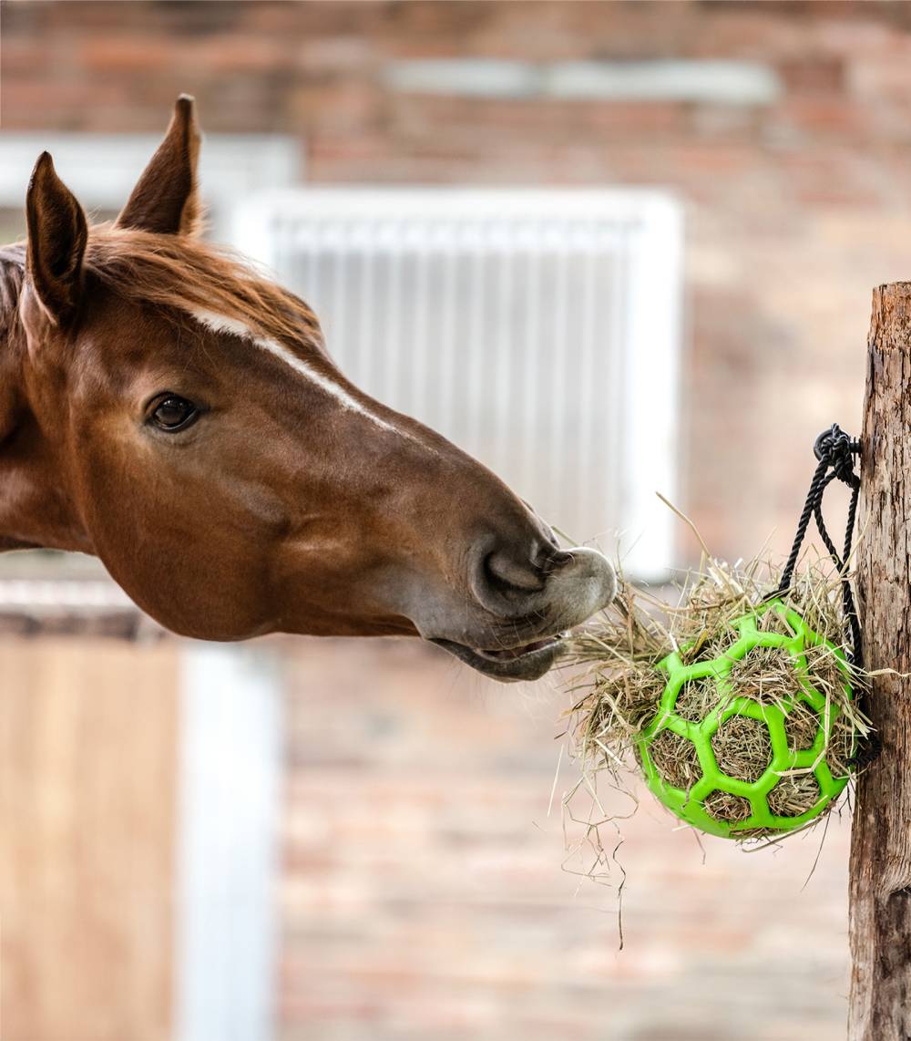 Balle à foin Jouet pour cheval