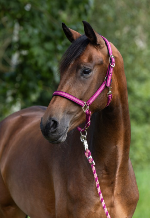 Licol MUSTANG Licol MUSTANG